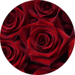 Rose rosse