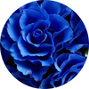 Rose Blu