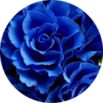 Rose Blu