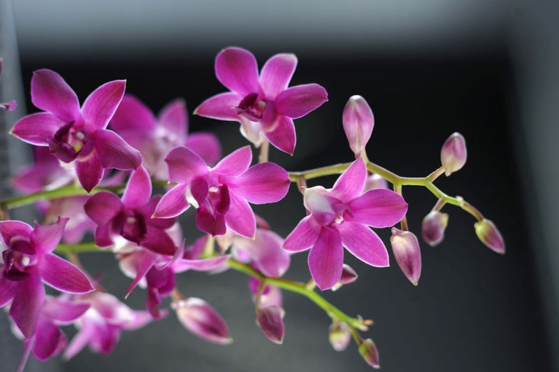 Orchidea Dendrobium rosa