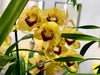 Orchidea Cimbidyum -Ramo fiorito
