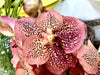 Orchidea Vanda