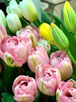 Tulipani