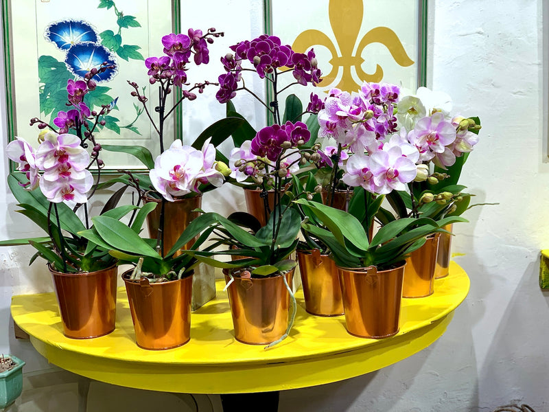 Orchidea Phalaenopsis
