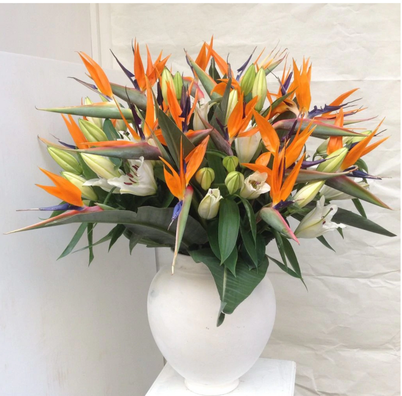 Lilium e Strelitzia