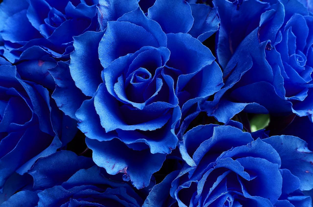 Rose Blu – FIORIT