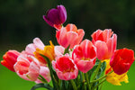 Tulipani